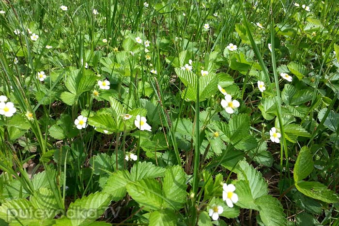 ������ ��������� (Fragaria vesca)