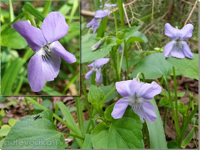 ������ ������� (Viola canina)
