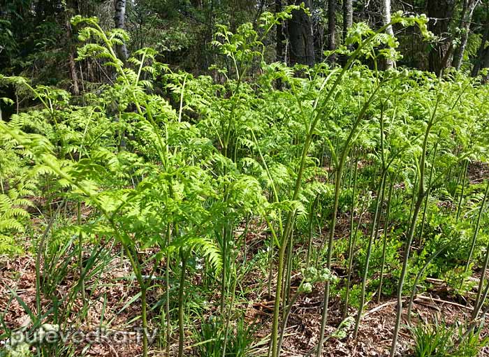 ����� ������������ (Pteridium aquilinum)