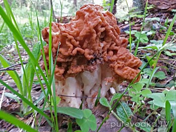 ������� ���������� (Gyromitra gigas)