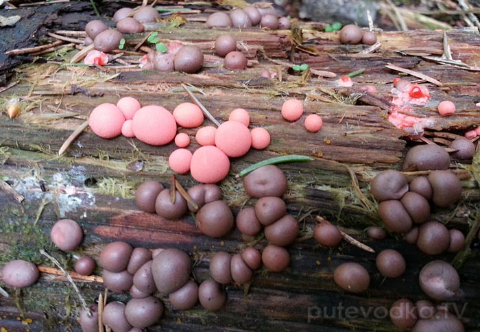 �������� ����������� (Lycogala epidendrum)