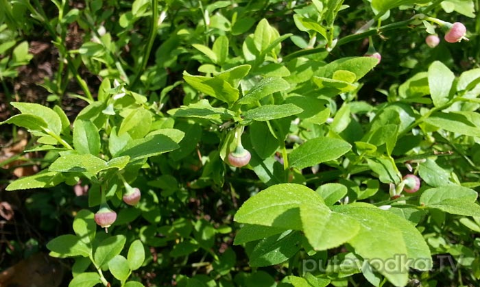������� ������������ (Vaccinium myrtillus)