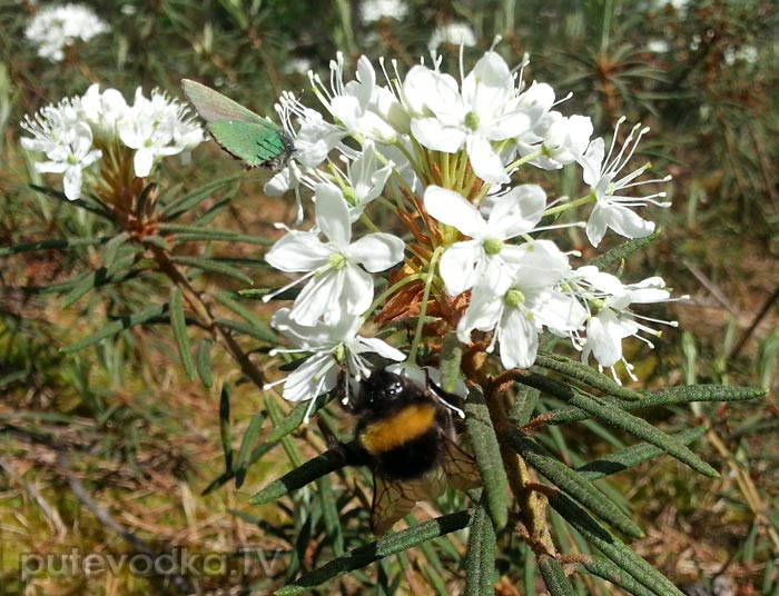 ��������� �������� (Ledum palustre)
