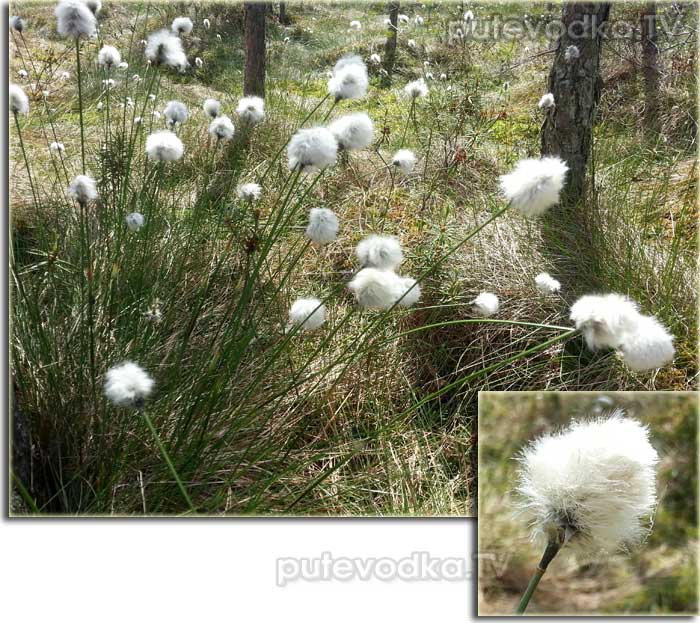 ������ ����������� (Eriophorum vaginatum)
