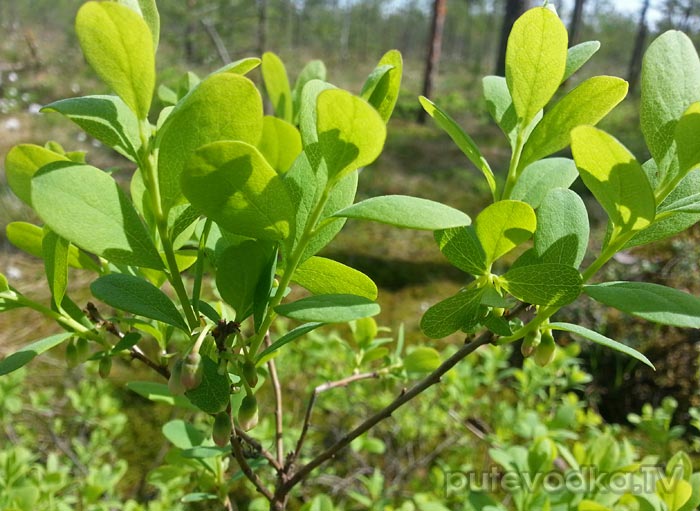 �������� ������������ (Vaccinium uliginosum)