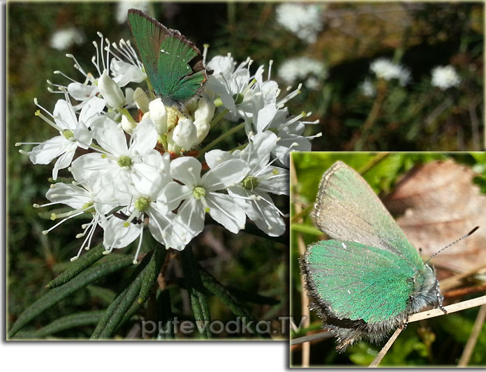 ��������� (Callophrys rubi)
