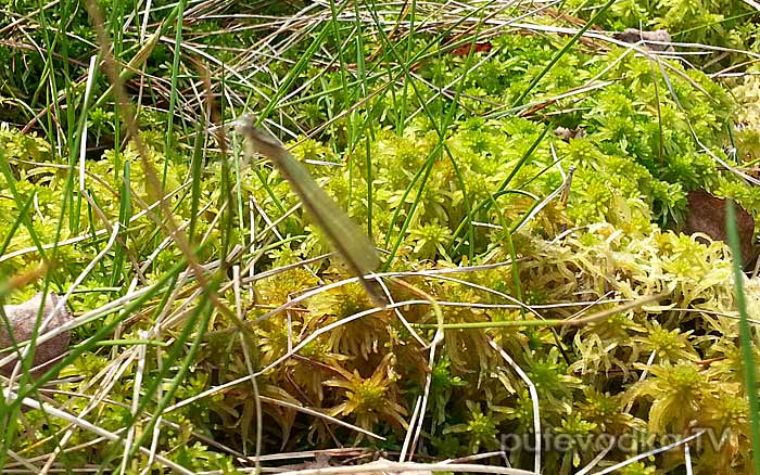 ����� ������� (Sympycna fusca)