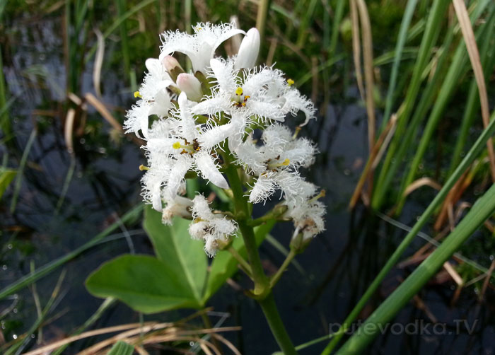 ����� ���������� (Menyanthes trifoliata)