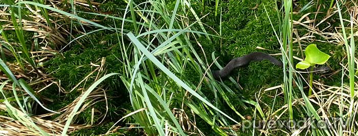 ������������ ������ (Vipera berus)