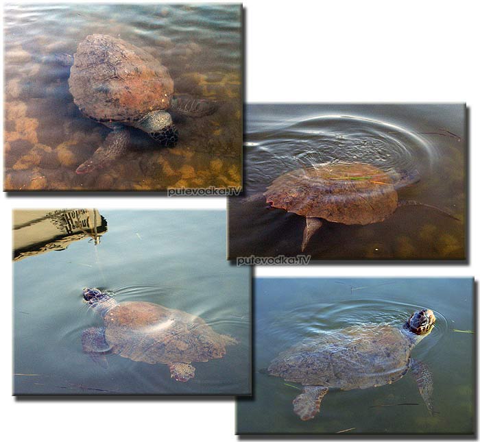 ���������� ������� �������� ������� ������� (Caretta caretta), ��� �� ���������. ������� � ����������� ����, �������������, ����� � ��������� �������. ���� �������� ���� ��� ����������.