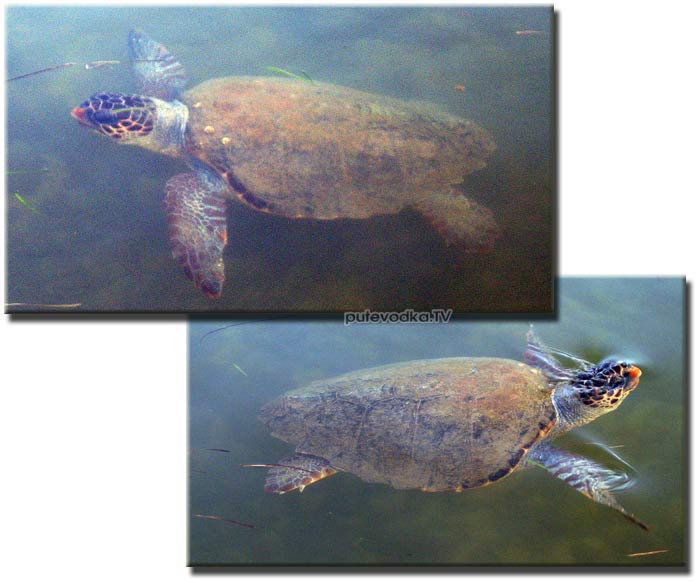 ���������� ������� �������� ������� ������� (Caretta caretta), ��� �� ���������. ������� � ����������� ����, �������������, ����� � ��������� �������. ���� �������� ���� ��� ����������.