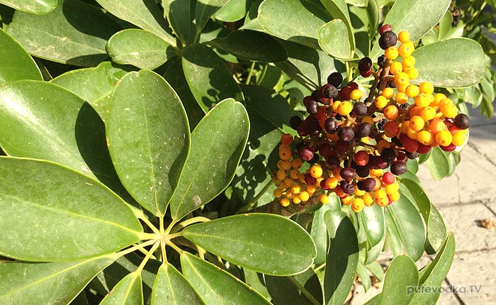 �������� (Schefflera)