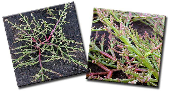 Солерос европейский (Salicornia europaea) — вид однолетних растений из рода Солерос семейства Амарантовые (Amaranthaceae) Солерос европейский (Salicornia europaea) — вид однолетних растений из рода Солерос семейства Амарантовые (Amaranthaceae)