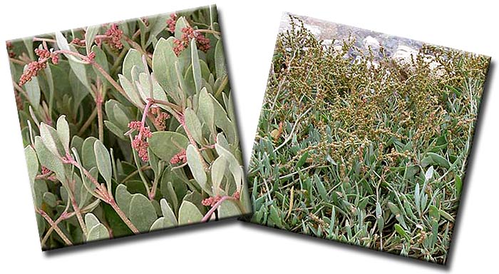 Халимион портулаковидный, Лебеда портулаковидная (Halimione portulacoides) — семейство Маревые (Chenopodiaceae) Халимион портулаковидный, Лебеда портулаковидная (Halimione portulacoides) — семейство Маревые (Chenopodiaceae)