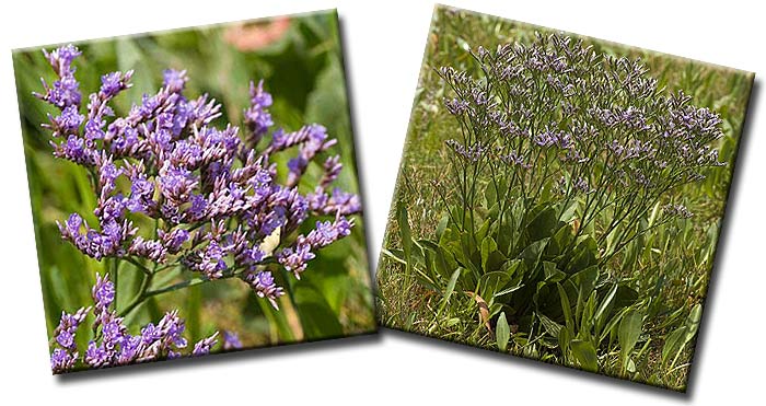 Кермек обыкновенный или Морская лаванда (Limonium vulgare) — семейство Свинчатковые (Plumbaginaceae) Кермек обыкновенный или Морская лаванда (Limonium vulgare) — семейство Свинчатковые (Plumbaginaceae)