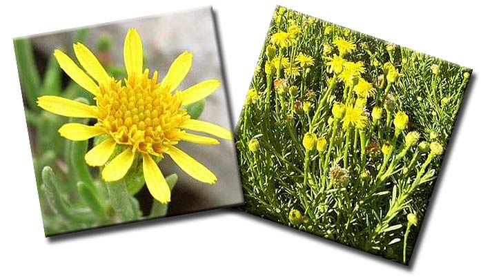 Девясил критмовидный (Limbarda crithmoides, он же Inula crithmoides) — семейство Астровые (Asteraceae) Девясил критмовидный (Limbarda crithmoides, он же Inula crithmoides) — семейство Астровые (Asteraceae)