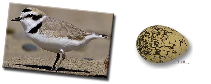Морской зуёк (Charadrius alexandrinus) — птица рода зуйки (Charadrius) из семейства ржанковых (Charadriidae) Морской зуёк (Charadrius alexandrinus) — птица рода зуйки (Charadrius) из семейства ржанковых (Charadriidae)