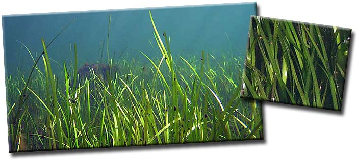 Взморник, или Зостера, или Морская трава (Zostera) — род многолетних морских трав семейства Взморниковые (Zosteraceae ) Взморник, или Зостера, или Морская трава (Zostera) — род многолетних морских трав семейства Взморниковые (Zosteraceae )