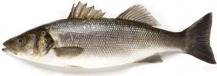 Обыкновенный лаврак (Dicentrarchus labrax) — вид рыб из семейства мороновых (Moronidae). Синонимы: морской судак, морской волк, койкан, сибас (от sea bass — распространилось в нынешней России благодаря козыряющим импортной мовой поварам, официантам и курь Обыкновенный лаврак (Dicentrarchus labrax) — вид рыб из семейства мороновых (Moronidae). Синонимы: морской судак, морской волк, койкан, сибас (от sea bass — распространилось в нынешней России благодаря козыряющим импортной мовой поварам, официантам и курь