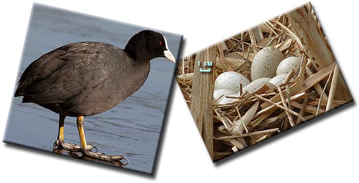Лысуха, или лыска (Fulica atra) — небольшая водоплавающая птица семейства пастушковых (Rallidae) Лысуха, или лыска (Fulica atra) — небольшая водоплавающая птица семейства пастушковых (Rallidae)