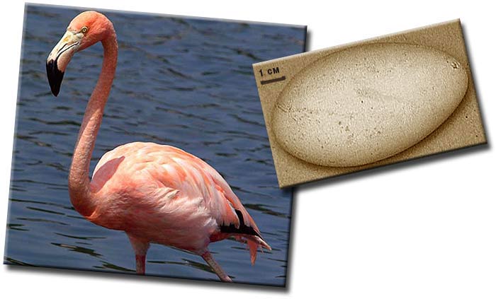 Фламинго (Phoenicopterus) — род птиц, единственный в семействе Фламинговые (Phoenicopteridae) и в отряде Фламингообразные (Phoenicopteriformes) Фламинго (Phoenicopterus) — род птиц, единственный в семействе Фламинговые (Phoenicopteridae) и в отряде Фламингообразные (Phoenicopteriformes)