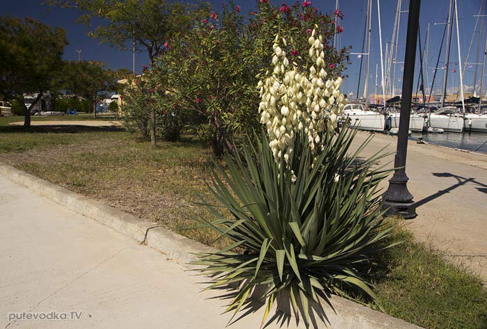Остров Лефкас. Природа. Флора. Юкка (Yucca) — род древовидных вечнозелёных растений подсемейства Агавовые (Agavaceae) семейства Спаржевые (Asparagaceae). Остров Лефкас. Природа. Флора. Юкка (Yucca) — род древовидных вечнозелёных растений подсемейства Агавовые (Agavaceae) семейства Спаржевые (Asparagaceae).