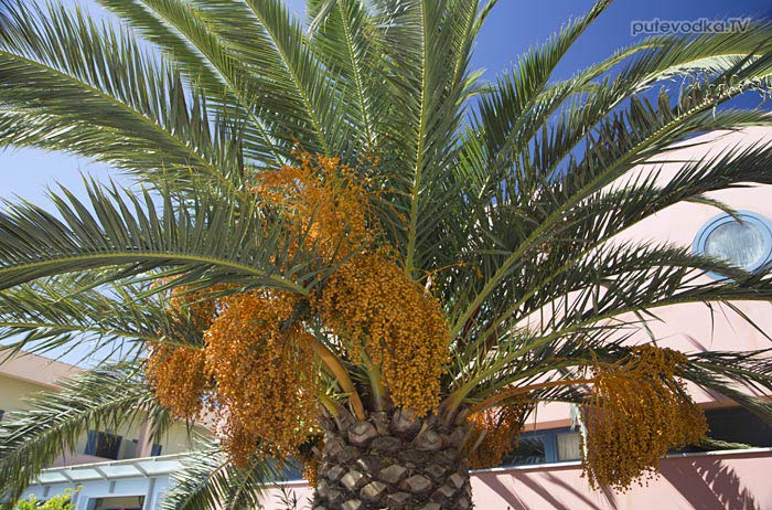 Остров Лефкас. Природа. Флора. Финик канарский или Финиковая пальма канарская (Phoenix canariensis), семейство Пальмовые или Пальмы (Arecaceae). Остров Лефкас. Природа. Флора. Финик канарский или Финиковая пальма канарская (Phoenix canariensis), семейство Пальмовые или Пальмы (Arecaceae).