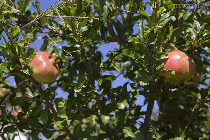 Остров Лефкас. Природа. Флора. Гранат обыкновенный (Punica granatum) — вид растений из рода Гранат семейства Дербенниковые (Lythraceae). Остров Лефкас. Природа. Флора. Гранат обыкновенный (Punica granatum) — вид растений из рода Гранат семейства Дербенниковые (Lythraceae).