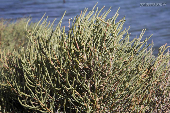 Остров Лефкас. Природа. Флора. Солерос европейский (Salicornia europaea)— вид однолетних растений из рода Солерос семейства Маревые (Chenopodiaceae). Растение съедобно. Надо только отварить его в течение 5-10 минут без соли, охладить, добавить оливковое масло, и шикарная закуска готова! Остров Лефкас. Природа. Флора. Солерос европейский (Salicornia europaea)— вид однолетних растений из рода Солерос семейства Маревые (Chenopodiaceae). Растение съедобно. Надо только отварить его в течение 5-10 минут без соли, охладить, добавить оливковое масло, и шикарная закуска готова!