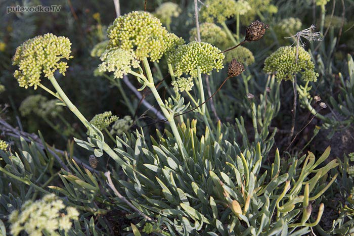 Остров Лефкас. Природа. Флора. Критмум морской (Crithmum maritimum), семейство Зонтичные или Сельдерейные (Apiaceae). Остров Лефкас. Природа. Флора. Критмум морской (Crithmum maritimum), семейство Зонтичные или Сельдерейные (Apiaceae).