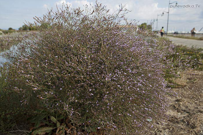 Остров Лефкас. Природа. Флора. Кермек нарбонский или Морская лаванда (Limonium narbonense) — семейство Свинчатковые (Plumbaginaceae). Остров Лефкас. Природа. Флора. Кермек нарбонский или Морская лаванда (Limonium narbonense) — семейство Свинчатковые (Plumbaginaceae).