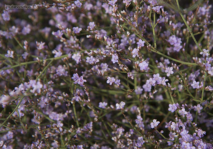  . . .      (Limonium narbonense)    (Plumbaginaceae).