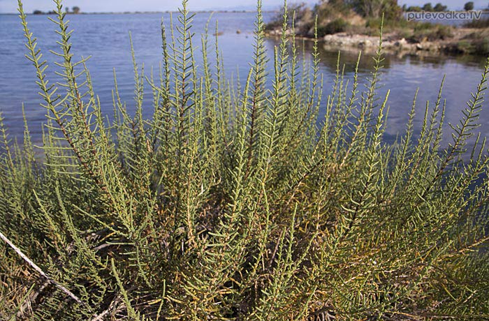  . . . Sarcocornia fruticosa -     (Chenopodiaceae).