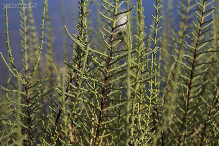  . . . Sarcocornia fruticosa -     (Chenopodiaceae).