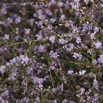 :  . . .      (Limonium narbonense)    (Plumbaginaceae).