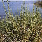 :  . . . Sarcocornia fruticosa -     (Chenopodiaceae).