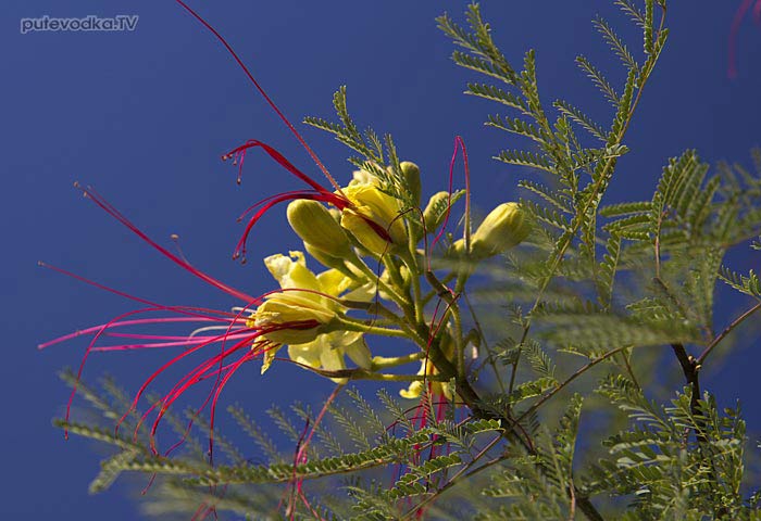 Цезальпиния Джиллиса (Caesalpinia gilliesii), семейство Бобовые (Fabaceae). Цезальпиния Джиллиса (Caesalpinia gilliesii), семейство Бобовые (Fabaceae).