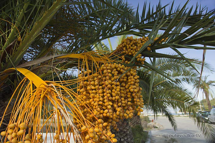 Финик канарский или Финиковая пальма канарская (Phoenix canariensis), семейство Пальмовые или Пальмы (Arecaceae). Финик канарский или Финиковая пальма канарская (Phoenix canariensis), семейство Пальмовые или Пальмы (Arecaceae).
