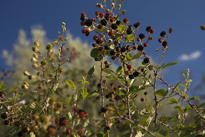 Ежевика вязолистная (Rubus ulmifolius Schott), семейство Розоцветные (Rosaceae). Ежевика вязолистная (Rubus ulmifolius Schott), семейство Розоцветные (Rosaceae).