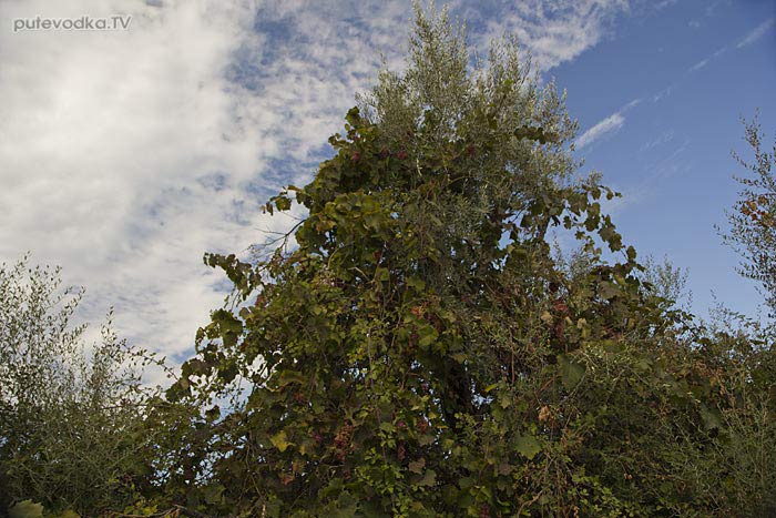 Одичавший виноград. Виноград (Vitis) — род растений семейства Виноградовые (Vitaceae). Одичавший виноград. Виноград (Vitis) — род растений семейства Виноградовые (Vitaceae).