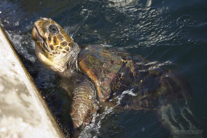 ������. ���������� ����. �-� ���������. ���������. �������� Caretta Caretta (���������).