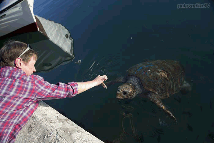 ������. ���������� ����. �-� ���������. ���������. �������� Caretta Caretta (���������).