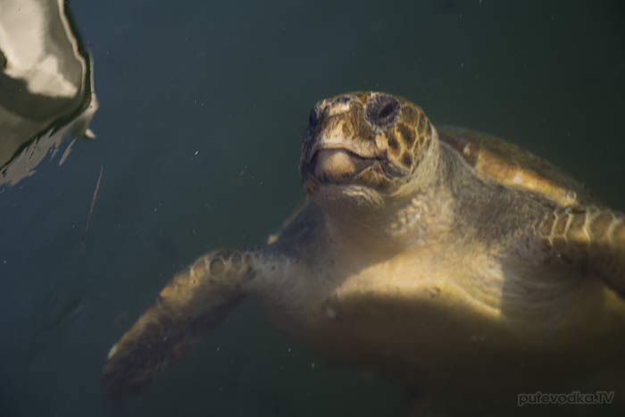 .  . - . .  Caretta Caretta ().