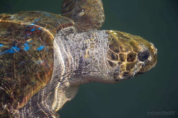 ������. ���������� ����. �-� ���������. ���������. �������� Caretta Caretta (���������).