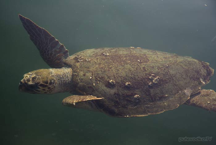 ������. ���������� ����. �-� ���������. ���������. �������� Caretta Caretta (���������).