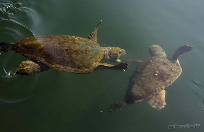 ������. ���������� ����. �-� ���������. ���������. �������� Caretta Caretta (���������).