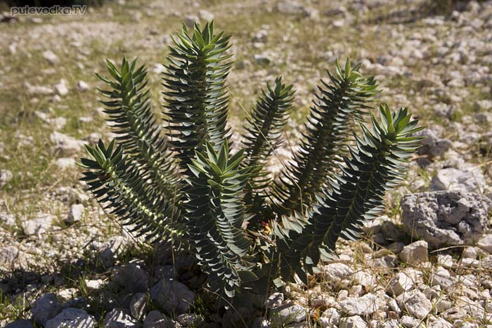 ������� ������������ (Euphorbia myrsinites)