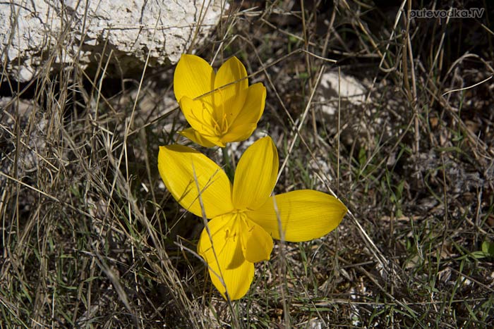 ����������� ����� (Sternbergia lutea)