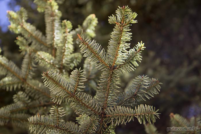 ����� ������������� ��� ����� ��������� (Abies cephalonica)
