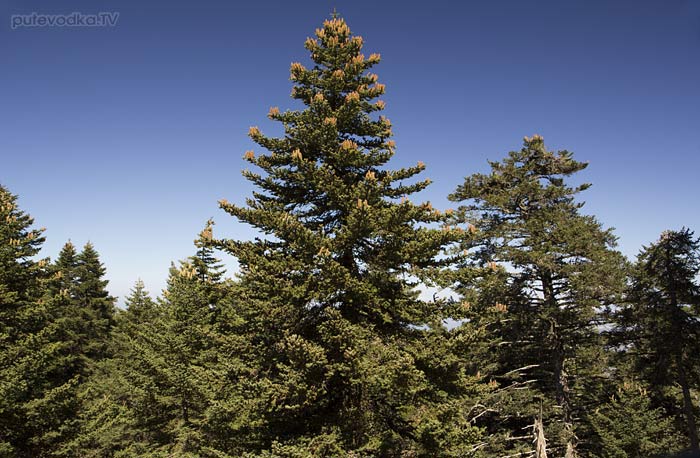      (Abies cephalonica)